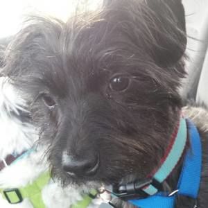 Meet your Posher, Penny